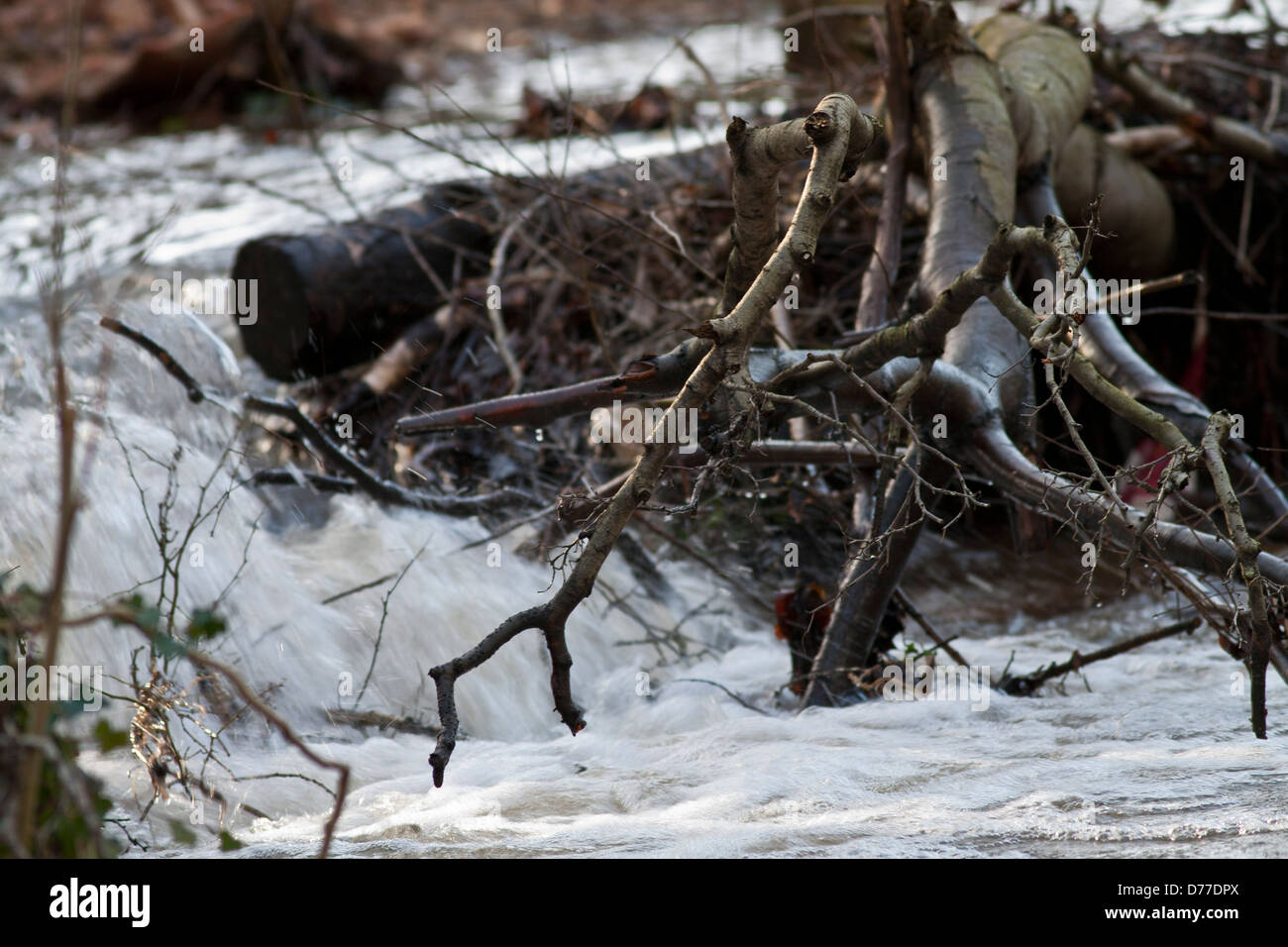 Gli alberi caduti nel flusso Foto Stock