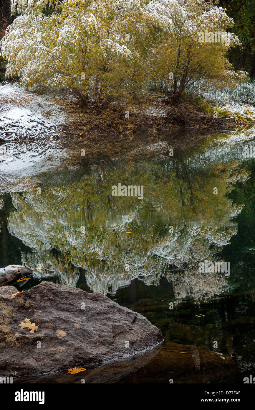Parco Nazionale di Yosemite, CA: Due salici ponderata mediante una leggera nevicata fresca in autunno si riflette nel fiume Merced Foto Stock