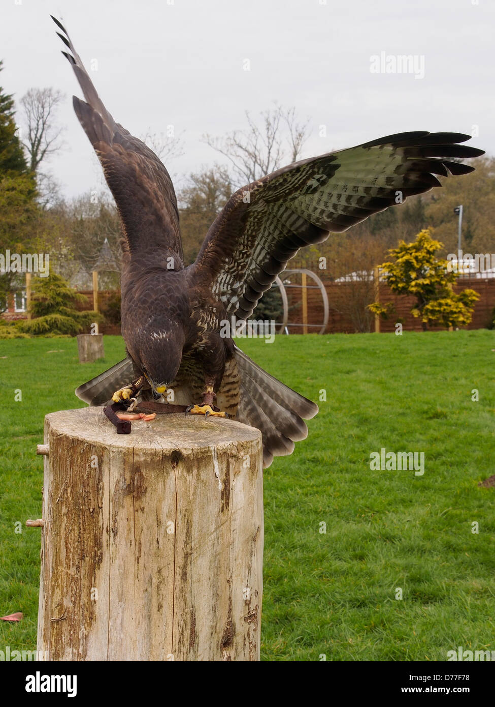 Santuario di falconeria falchi volanti Foto Stock