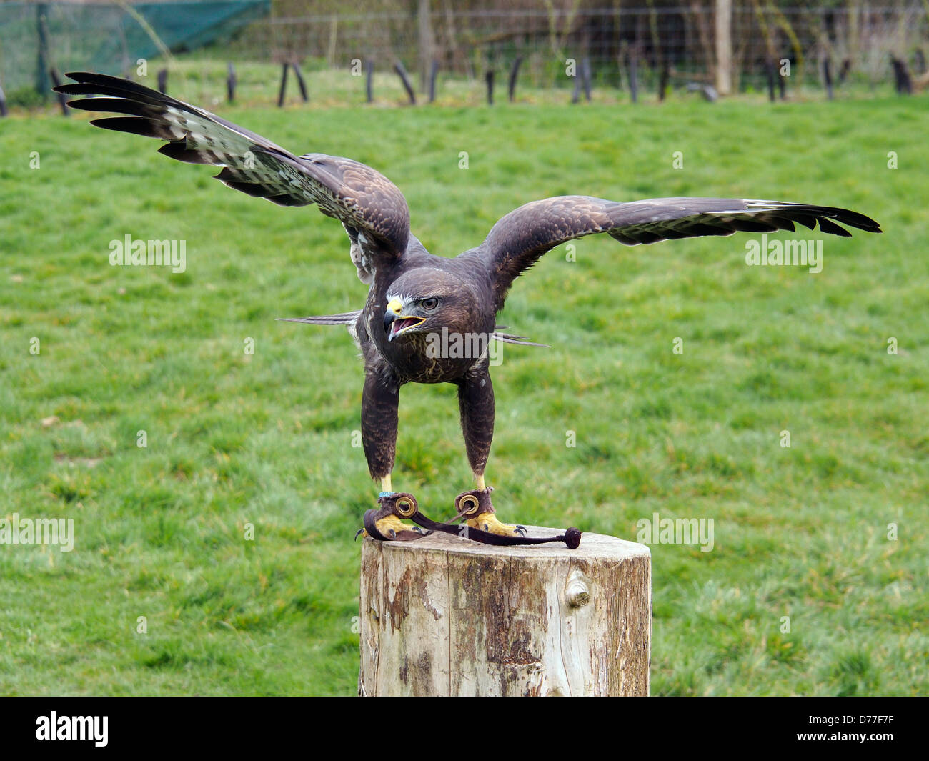 Santuario di falconeria falchi volanti Foto Stock