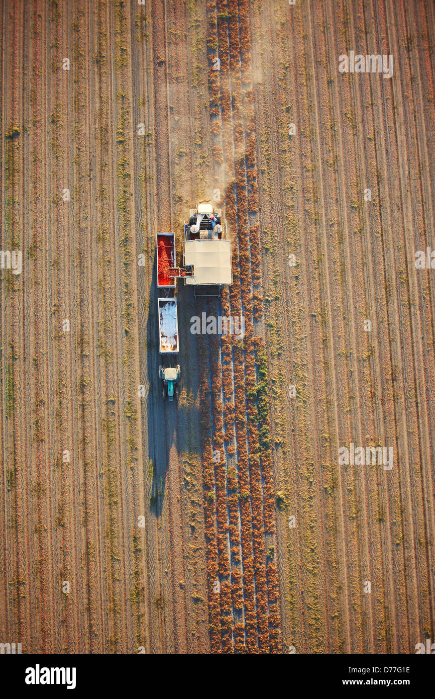Stati Uniti d'America California vista aerea tomato harvester a lavorare vicino Davis Foto Stock