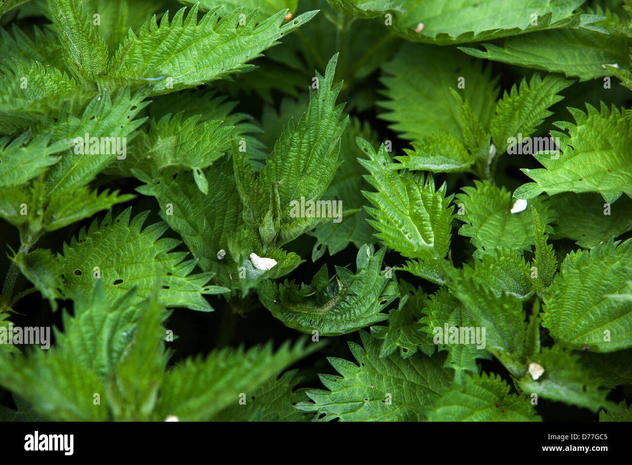 Ortica, Urtica dioica, fresche foglie a molla Foto Stock