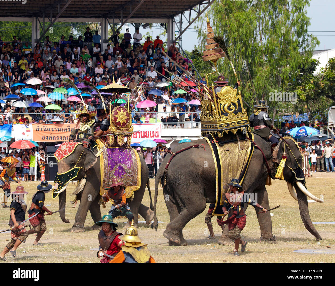 Asia Thailandia città di Surin Elephant Round up Foto Stock