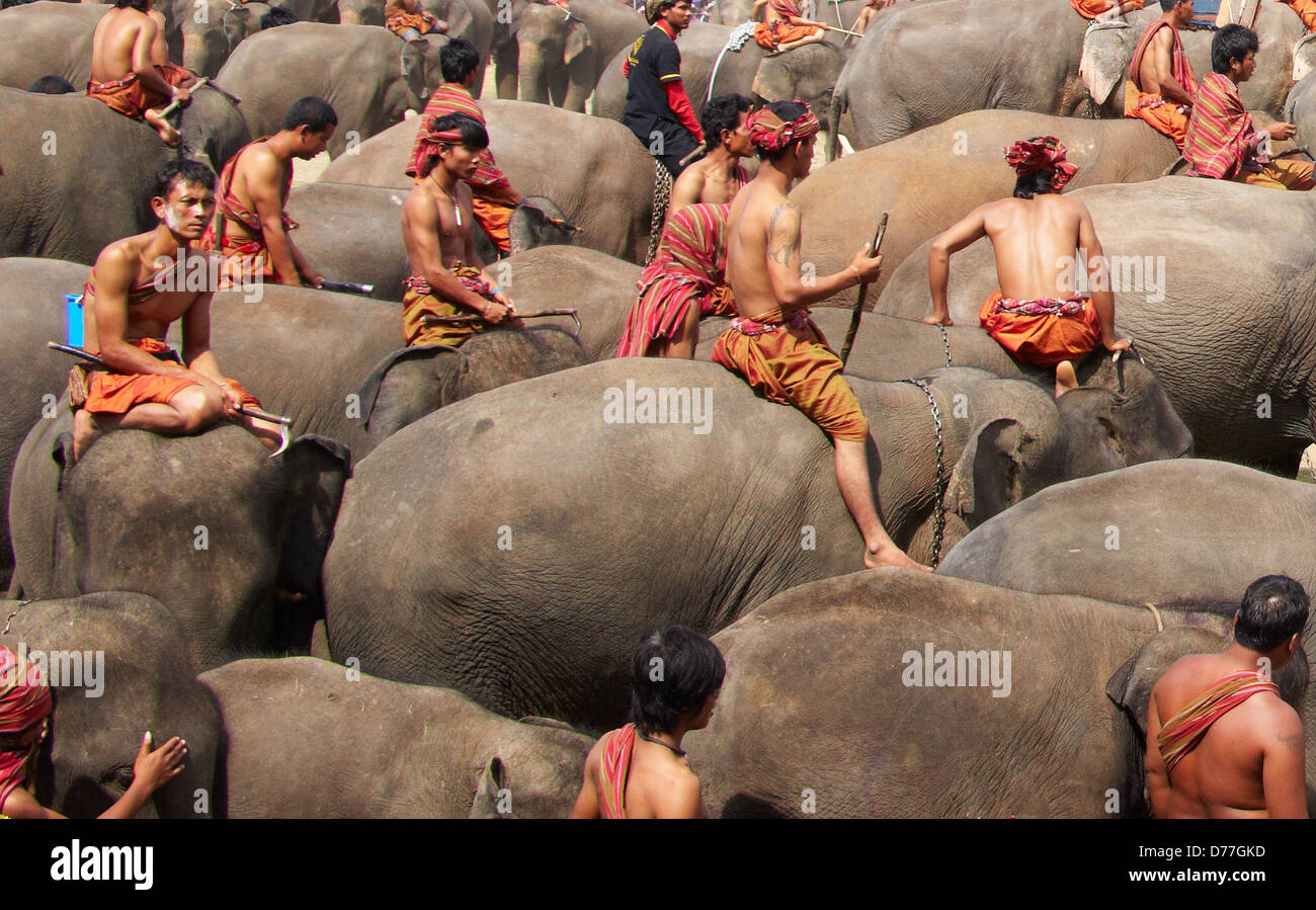 Asia Thailandia città di Surin Elephant Round up Foto Stock