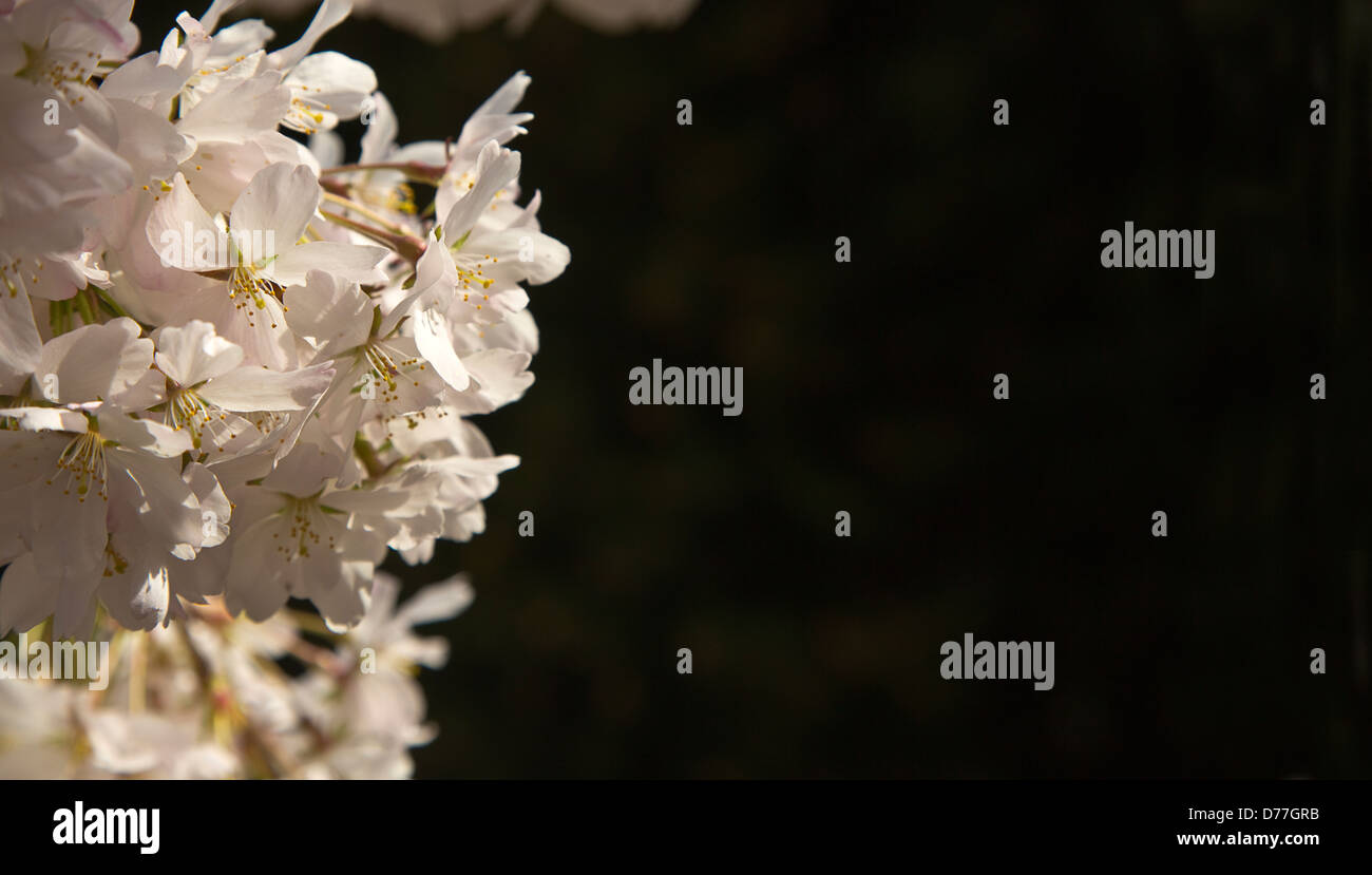 Dettaglio del mazzetto di Bianco Ciliegio sbocciare fiori (sfondo nero) Foto Stock