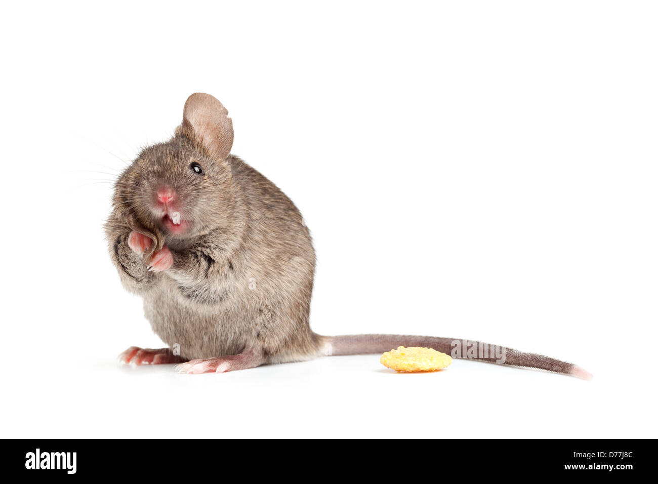 Mouse isolato su bianco - carino mouse grigio essendo silly tirando verso il basso di uno dei suoi orecchi Foto Stock Mouse isolato su bianco - carino mouse grigio essendo silly tirando verso il basso di uno dei suoi orecchi Foto Stock