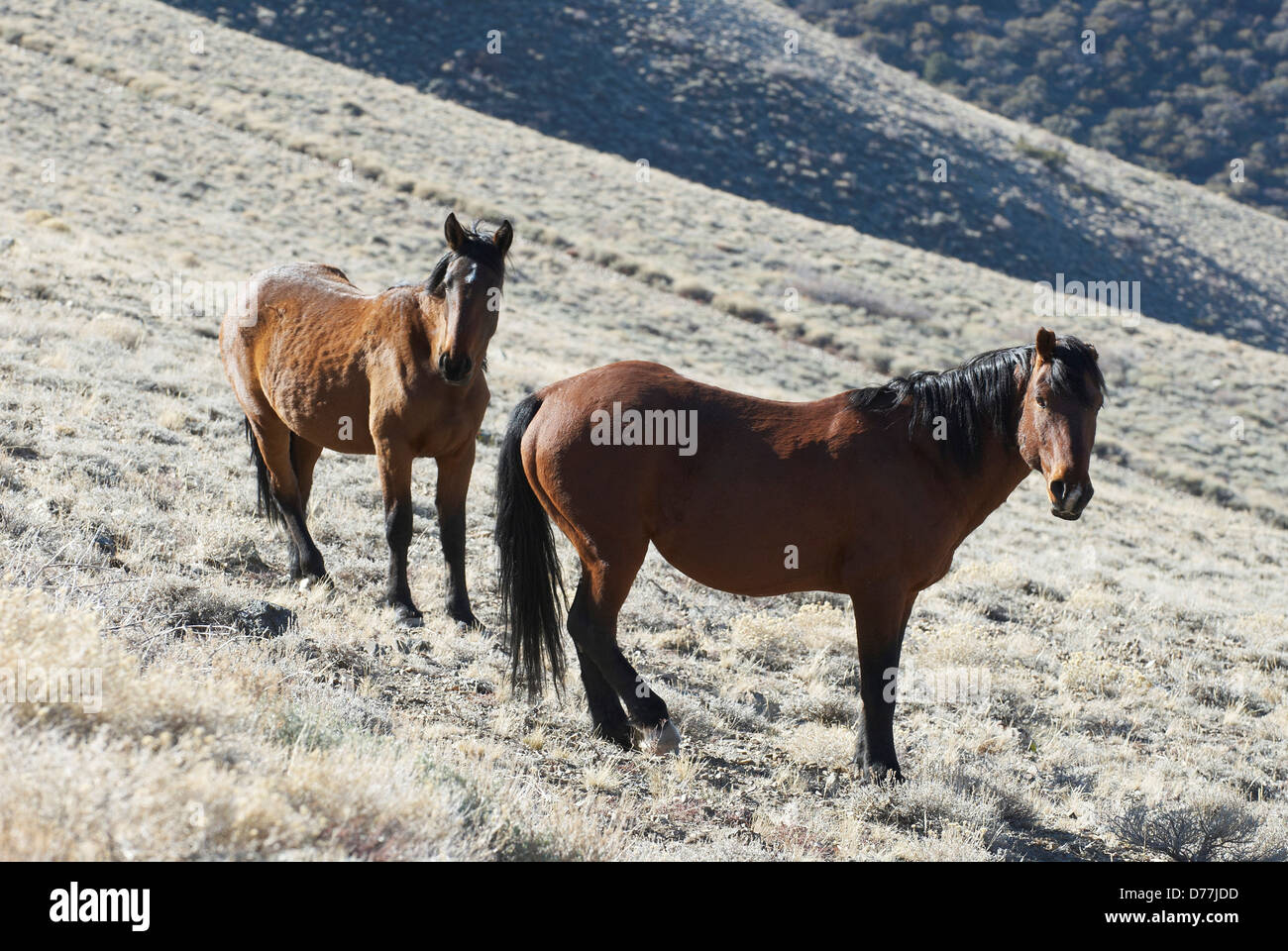 Il mustang selvatici cavalli pascolano in pendenza di picco di confine Nevada USA Foto Stock