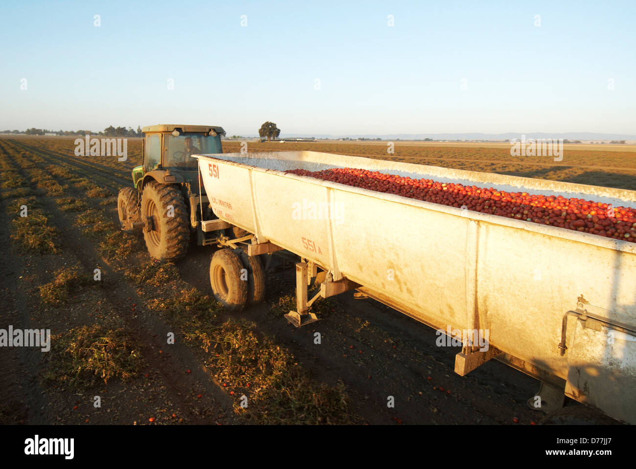 Raccolte la trasformazione di pomodori in pomodoro vasca essendo trainato da un trattore agricolo Central Valley California USA Foto Stock