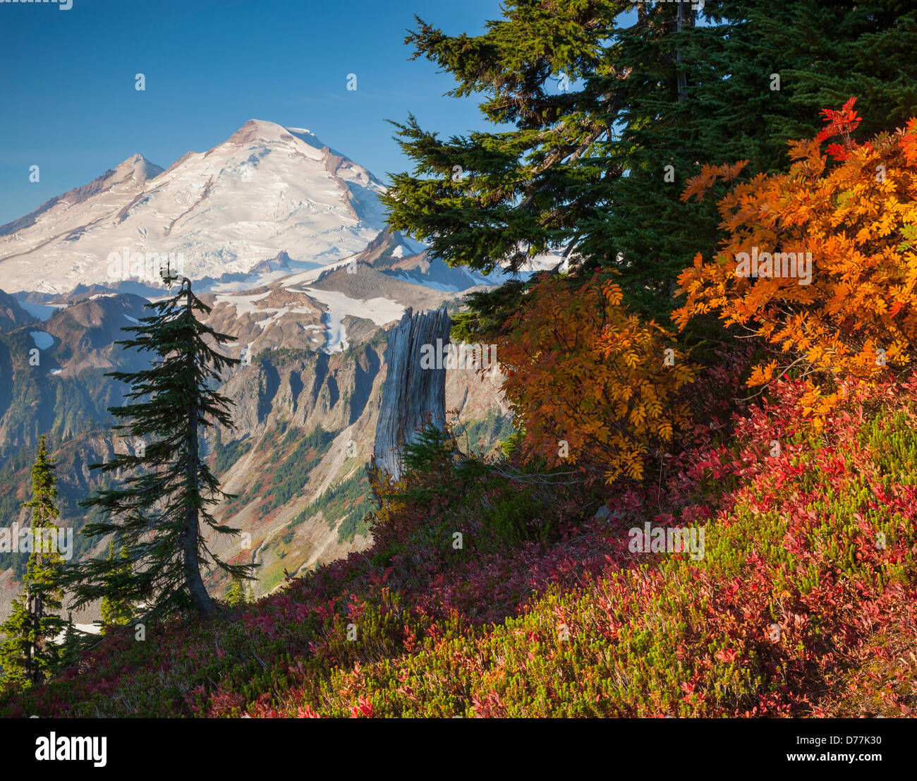 Montare Baker-Snoqualmie National Forest, WA: Mount Baker da artisti Ridge Trail in autunno Foto Stock