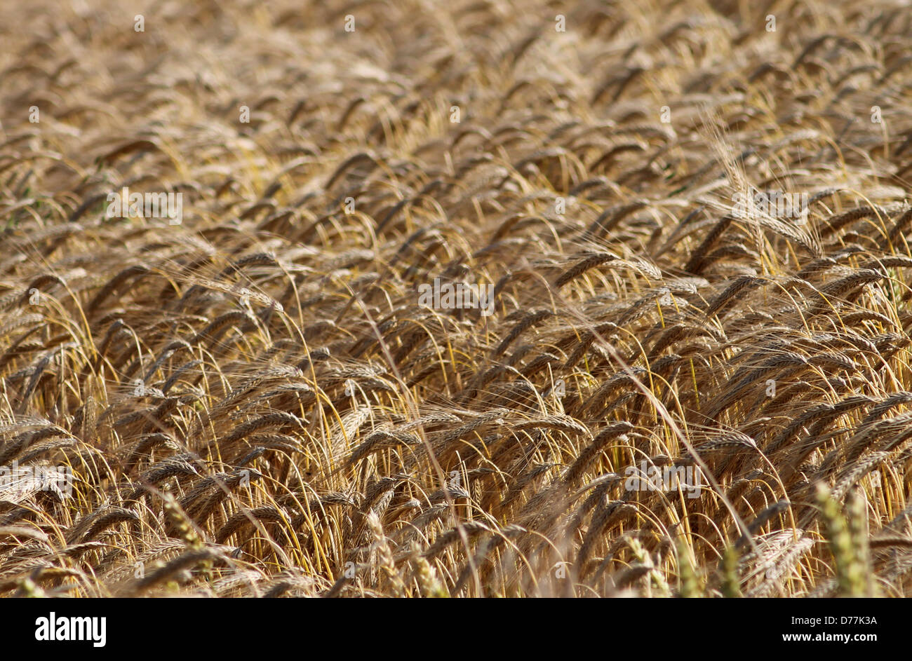 Sfondo di scenic golden campo di grano in campagna. Foto Stock