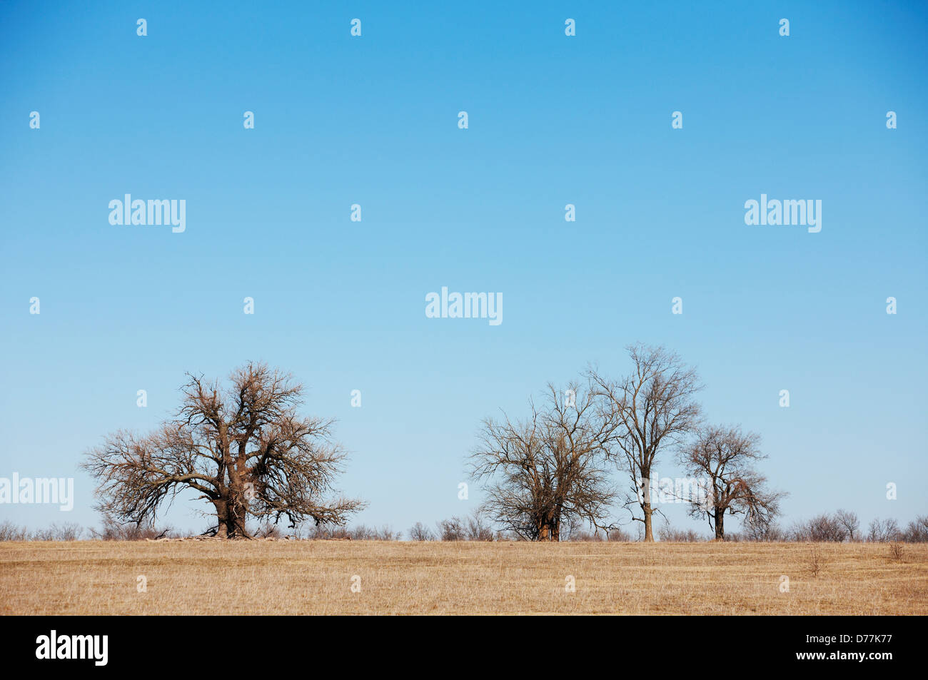 Stati Uniti Kansas alberi nel campo Foto Stock