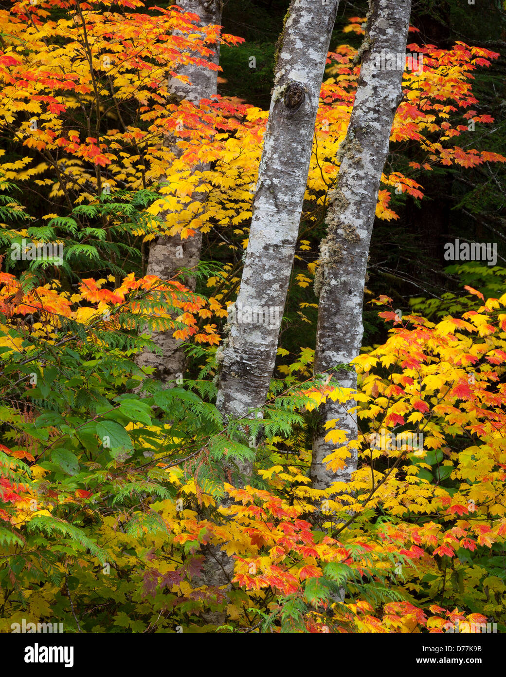 Montare Baker-Snoqualmie National Forest, WA; red alder (Alnus rubra) trunk con colori autunnali della vigna Acero (Acer circinatum) Foto Stock