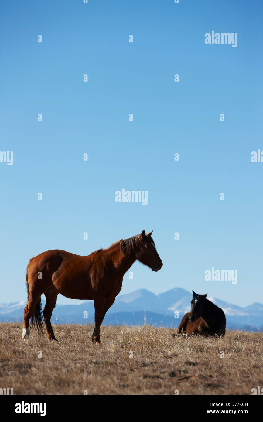 Stati Uniti Colorado cavalli sulla pianura anela picco in distanza Foto Stock