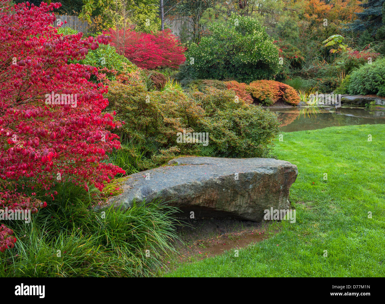 Giardini Kubota, Seattle, WA: rosso vivo Foglie di autunno del roveto ardente (Euonymus alatus) Foto Stock