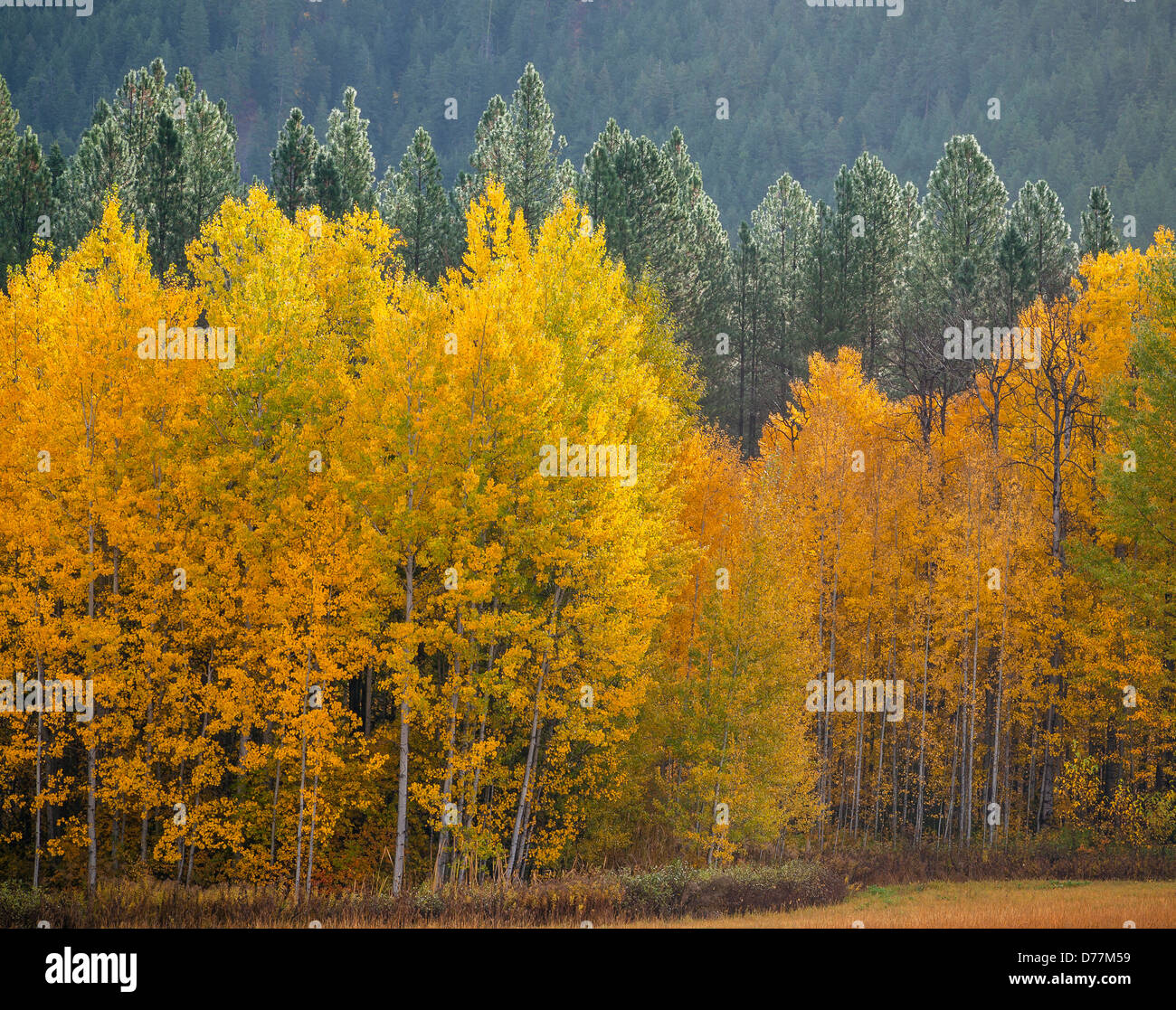 Wenatchee National Forest, WA: boschetto di alberi di Aspen (Populus tremuloides) in Autunno a colori contro una foresta sempreverde Foto Stock