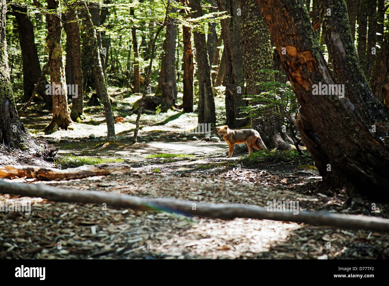 Culpeo Zorro o Fox andina Foto Stock