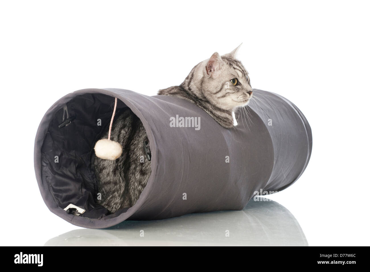 Silver tabby cat nel tunnel del giocattolo Foto Stock