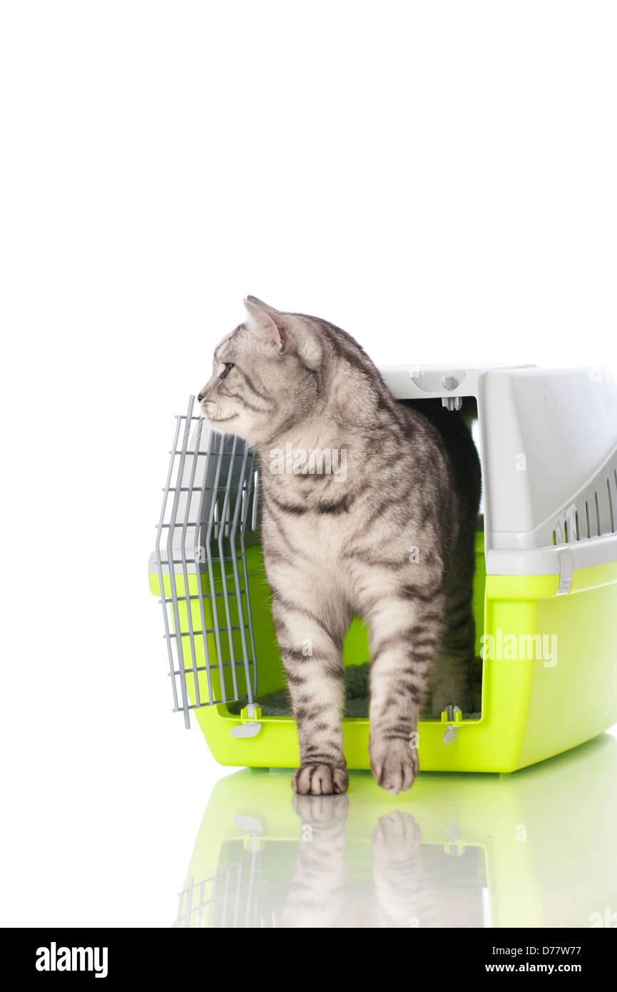 Gatto nella scatola di trasporto - isolato Foto Stock