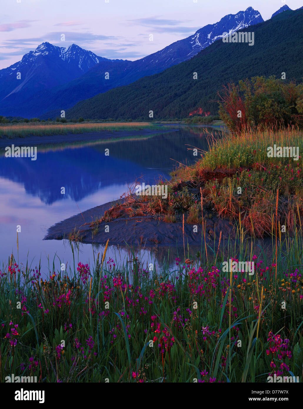 La molla del blumo shooting star Dodecatheon pulchellum lungo il fiume Knik in uscita Knik Arm Cook Inlet Chugach Mountains al di là Foto Stock