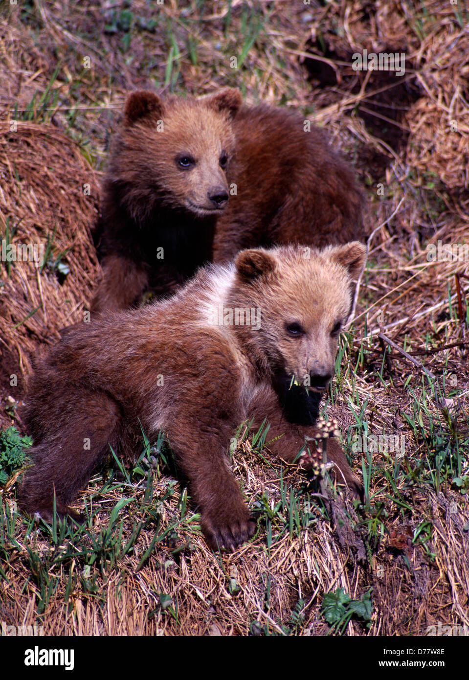 Orso grizzly cubs Ursus arctos vivendo il loro primo giugno nel Denali Ntional Park Alaska. Foto Stock