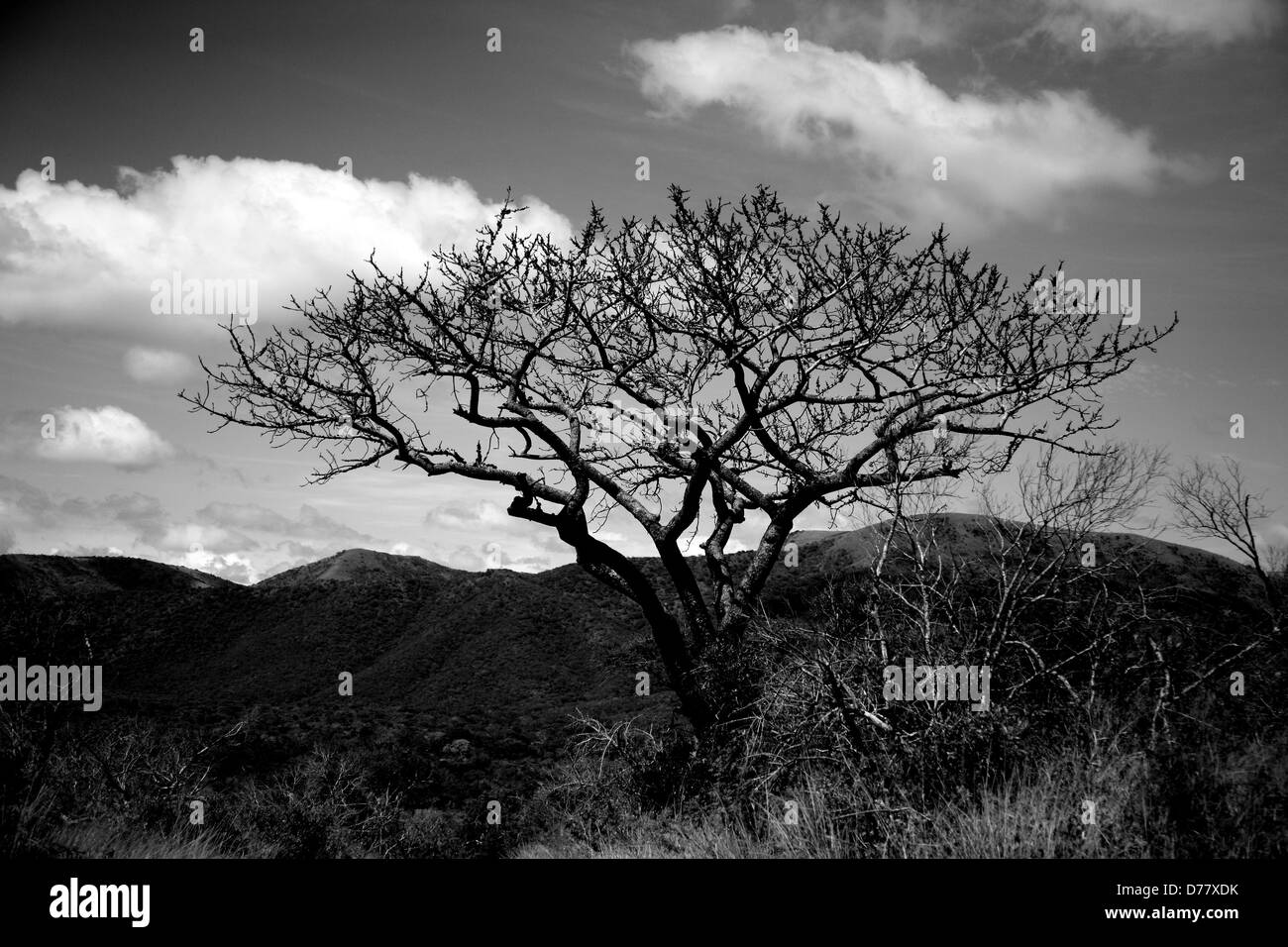 Albero in un parco giochi Foto Stock