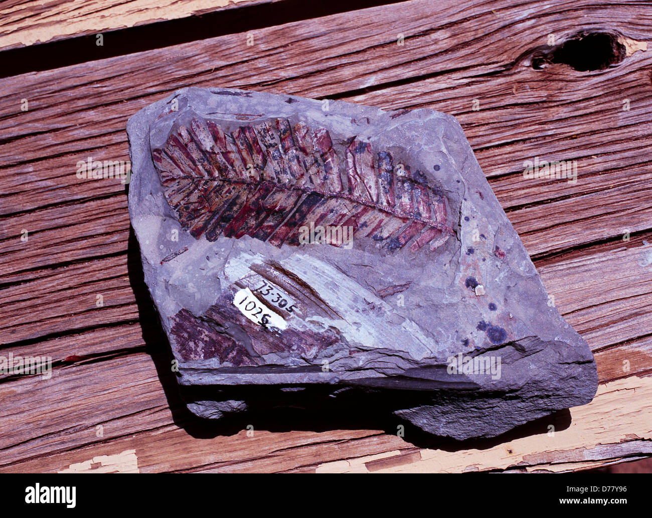Formazione triassico shale fossili di felci formazione Chinle Parco Nazionale della Foresta Pietrificata in Arizona. Foto Stock