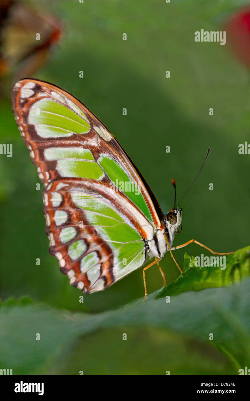 Dido butterfly Philaethria Dido appollaiato sulla lamina Foto Stock