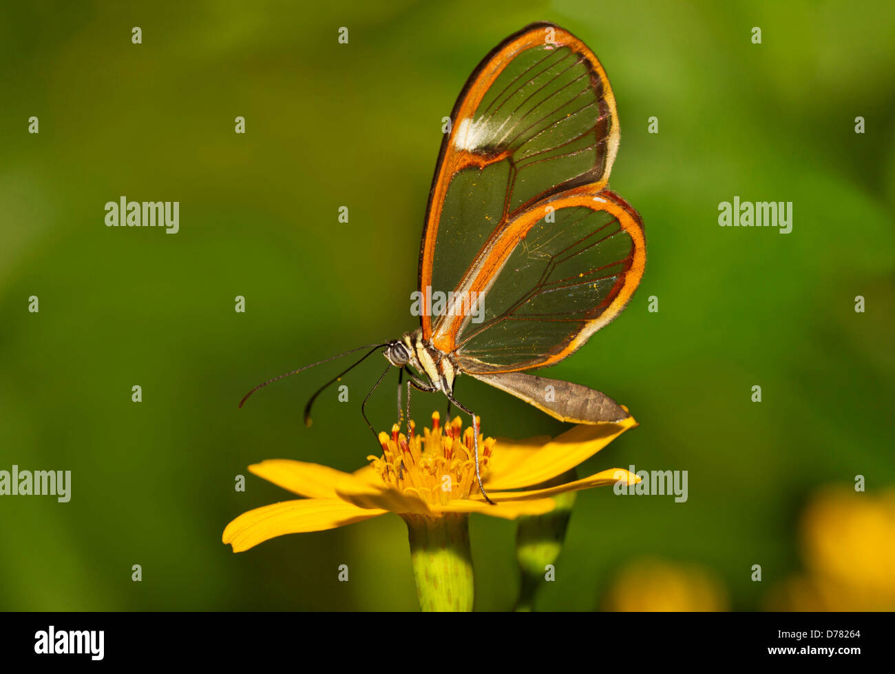 Glasswing butterfly Greta oto appollaiato su giallo daisy Foto Stock