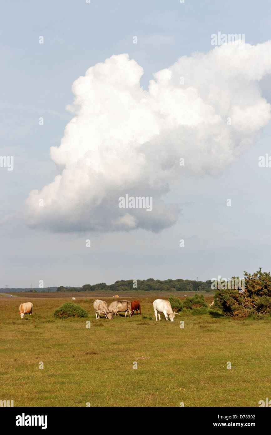 Mucche al pascolo nella nuova foresta, Hampshire, Regno Unito Foto Stock