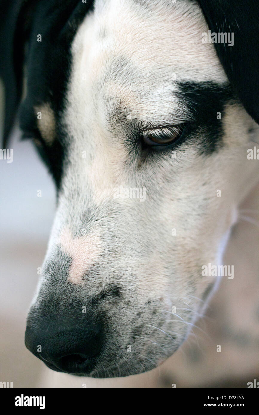 Puntatore dalmata cross-razza cane guardando verso il basso Foto Stock