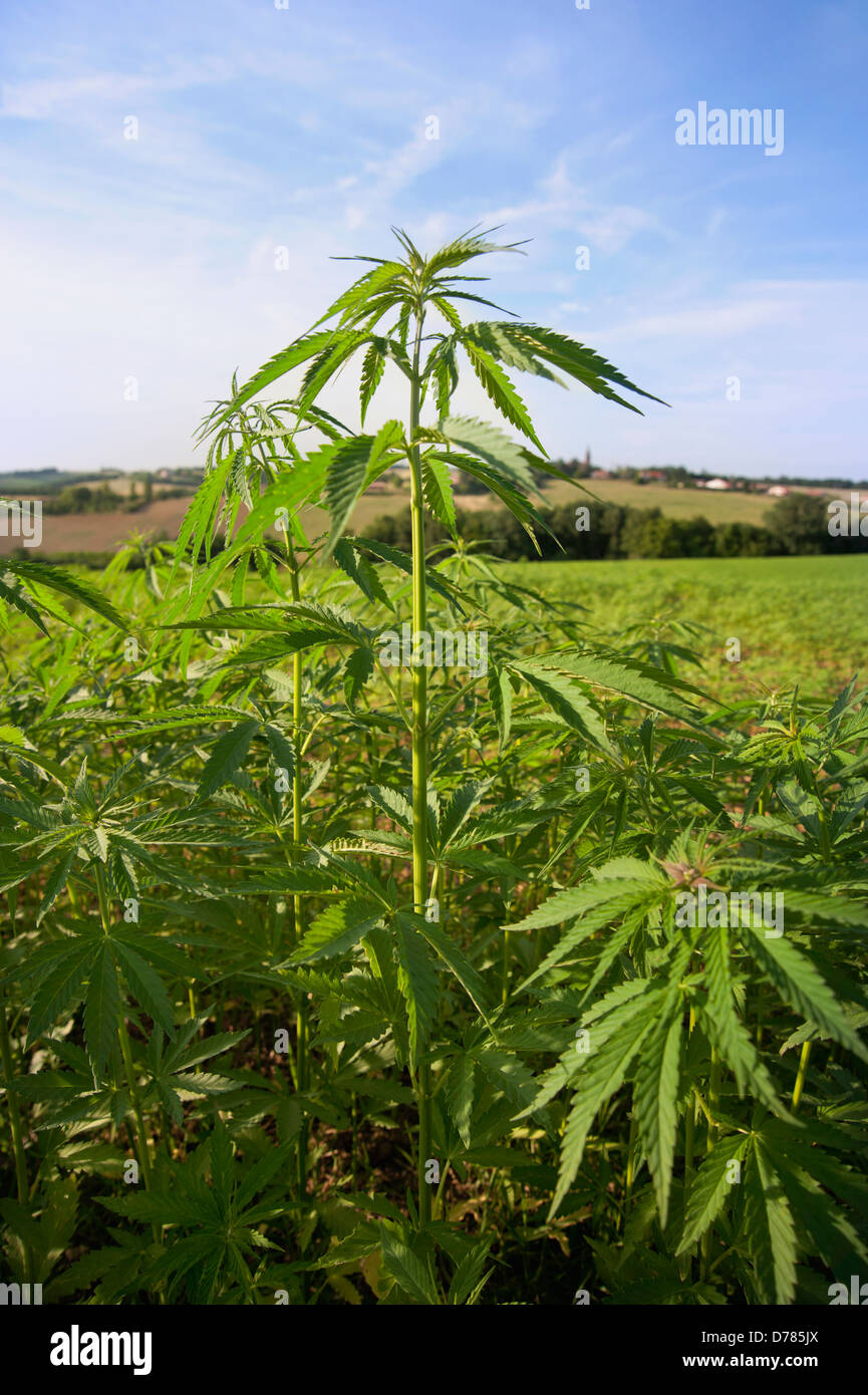 Pianta della canapa, cannabis sativa crescente come crop. Foto Stock