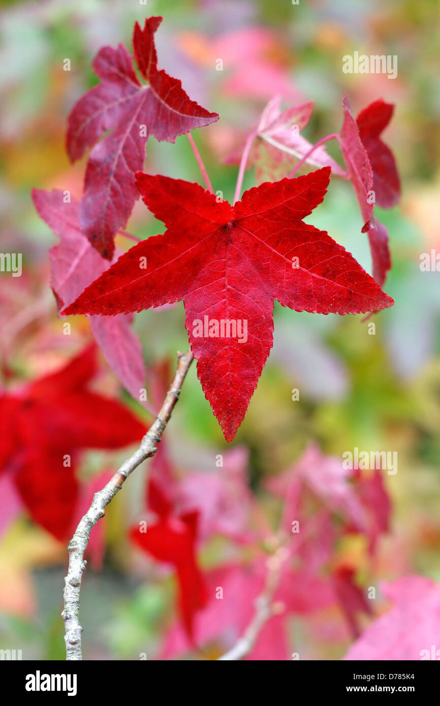 Liquidambar styraciflua 'Palo Alto' (Sweetgum) Foto Stock