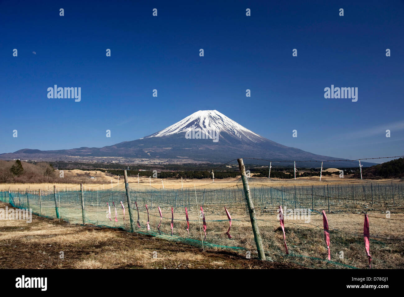 Filepics: il Monte Fuji, Giappone. Il monte Fuji visto da una passeggiata che porta il trekking attraverso le parti di ricambio dell'altopiano Asagiri nella Prefettura di Shizuoka Giappone il 22 marzo 2013. Secondo il governo giapponese Giappone iconici Mt. è stata consigliata per la registrazione come sito del Patrimonio Mondiale da parte di un panel consultivo all'UNESCO.Fotografo: Robert Gilhooly/Alamy Live News Foto Stock