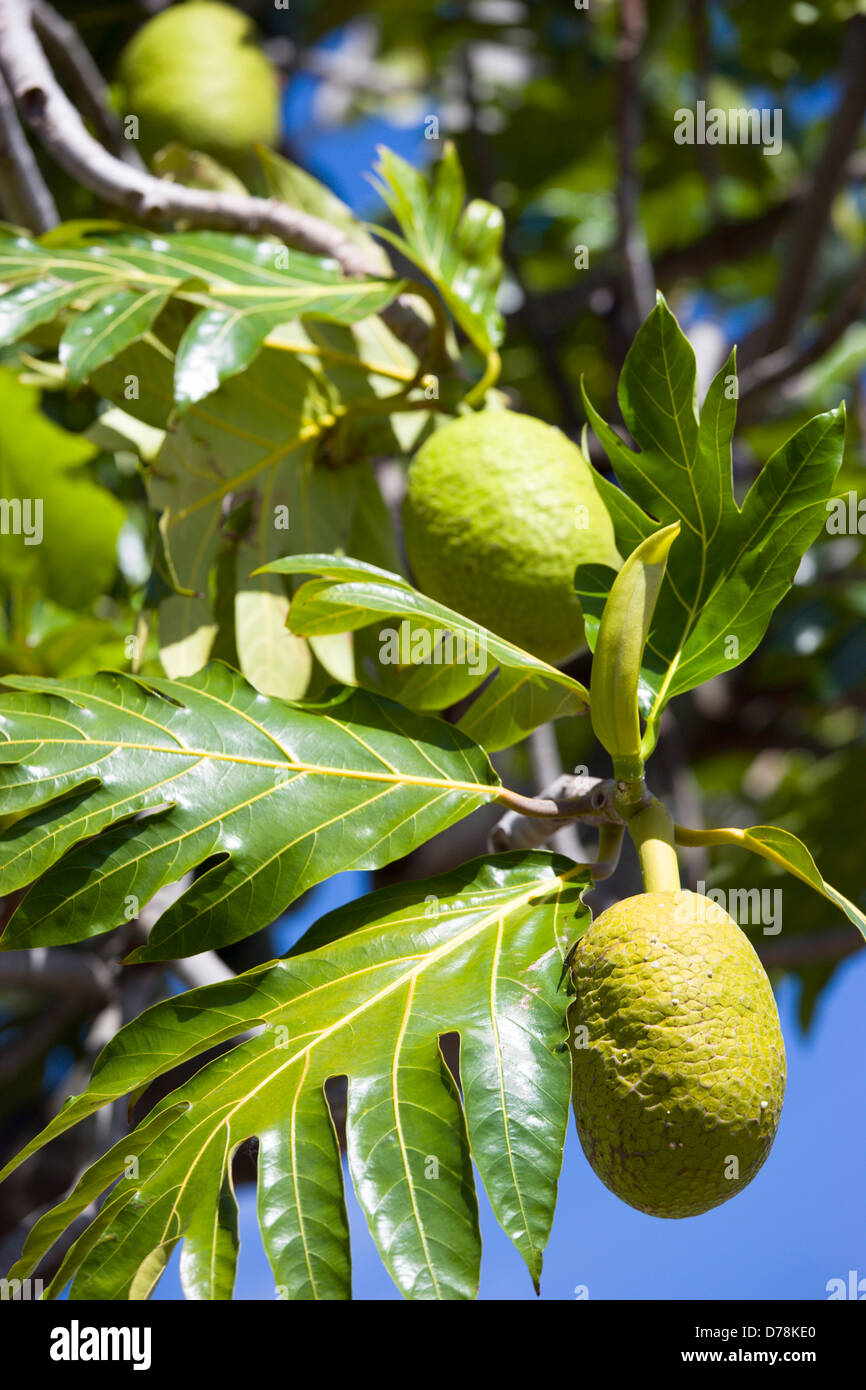 West Indies, Caraibi, isole Windward, Grenada l'albero del pane che cresce su un albero. Foto Stock