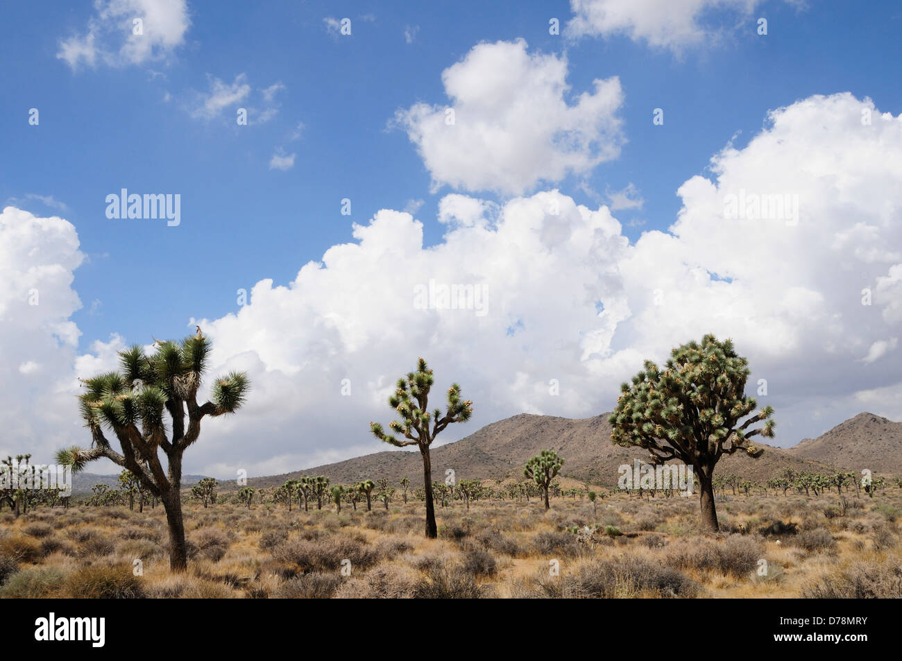 USA California Parco nazionale di Joshua Tree alberi di Joshua Yucca brevifolia nel paesaggio arido con spettacolari formazioni di nubi in Foto Stock