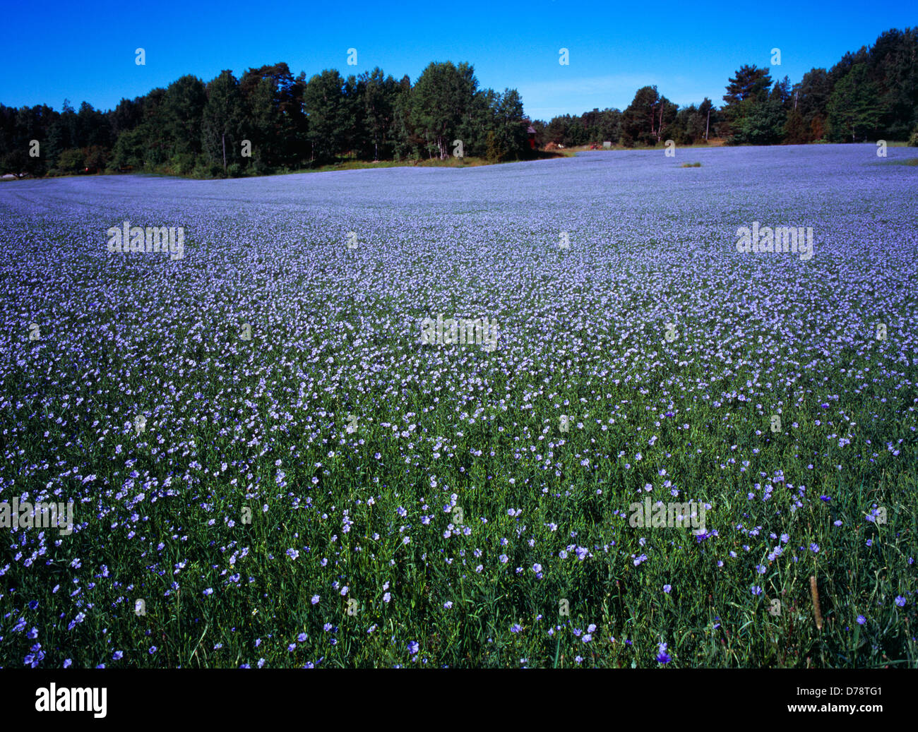 La Svezia Vastergotland Kallandso Campo di lino coltivato Linum Ustitatissimum utilizzati per rendere al panno di olio di semi di lino di alimenti per il bestiame. Foto Stock