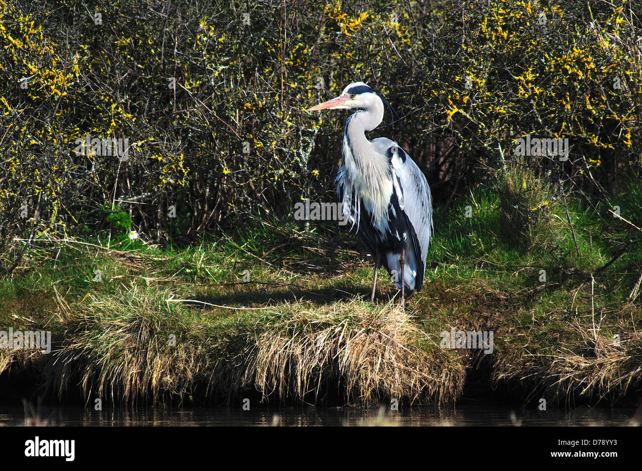 Un Airone permanente sulla sponda di un fiume Foto Stock