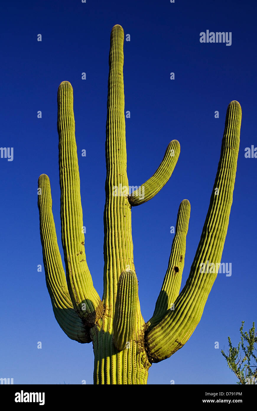 Stati Uniti d'America, Arizona, Parco nazionale del Saguaro, increspato rami del Saguaro giganti cactus, Carnegiea gigantea, contro il cielo blu. Foto Stock