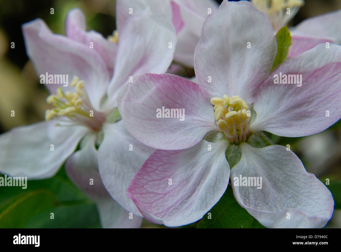 Dettaglio dei fiori di Apple Foto Stock