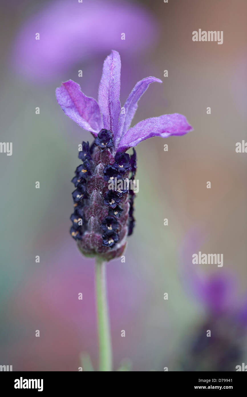 Il francese Lavanda, Lavandula stoechas. Unico fiore spike con terminale viola brattee. Foto Stock