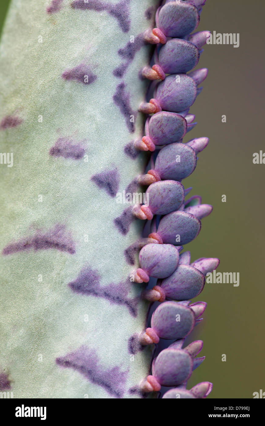 Madre Di Migliaia  Kalanchoe Daigremontiana , Piante Succulente Dicotiledoni 133325550 - Foto 4