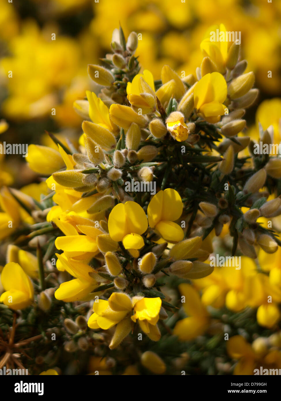Gorse fiori, Regno Unito 2013 Foto Stock