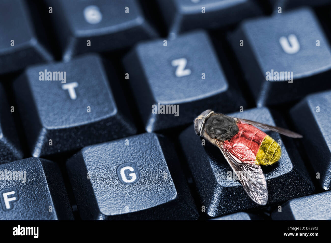 Volare sulla tastiera del computer, simbolico foto Trojan federale , Fliege auf Computertastatur, Symbolfoto Bundestrojaner Foto Stock