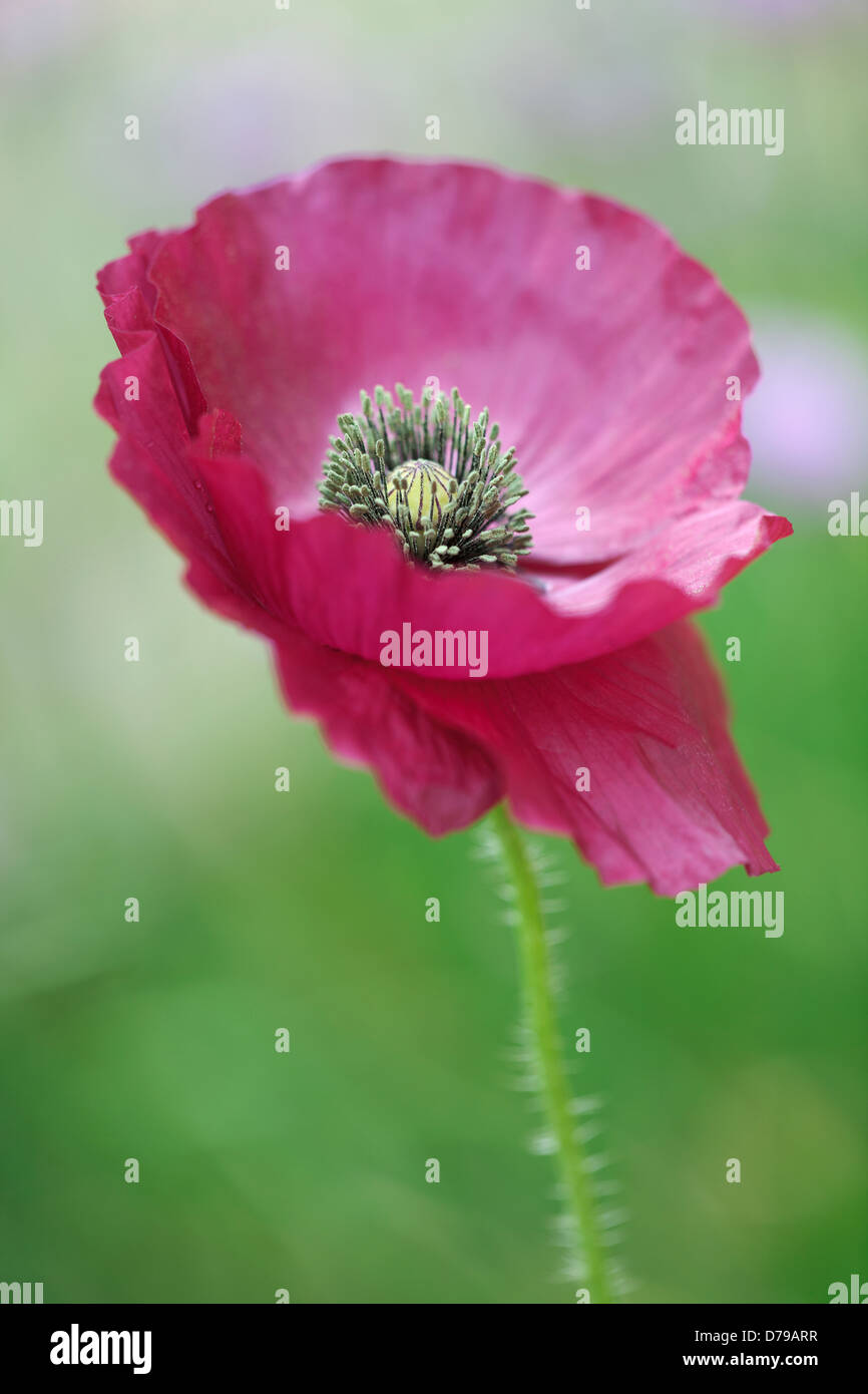 Semi di papavero, Papaver rhoeas Angelo il coro. Unico fiore con delicate, sgualciti, petali viola. Foto Stock