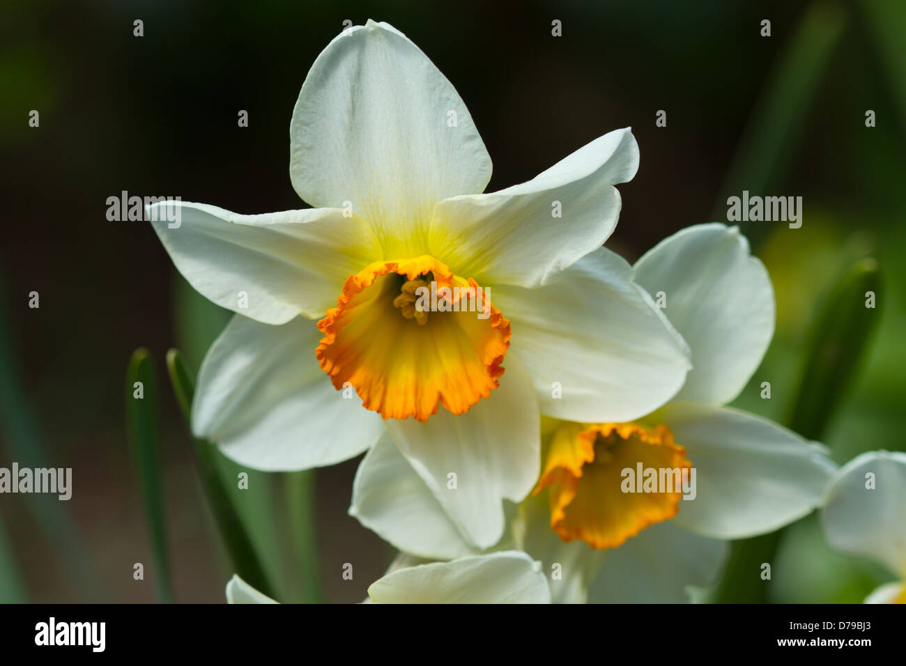 Arancione e bianco Jonquil Narciso Daffodil fiori Foto Stock