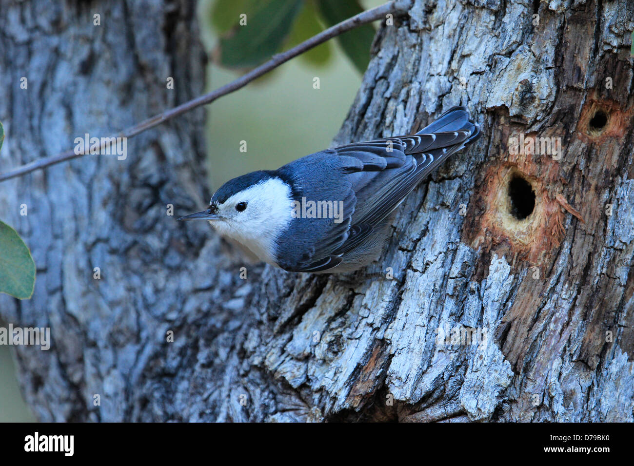 Bianco-breasted picchio muratore (Sitta carolinensis) Foto Stock