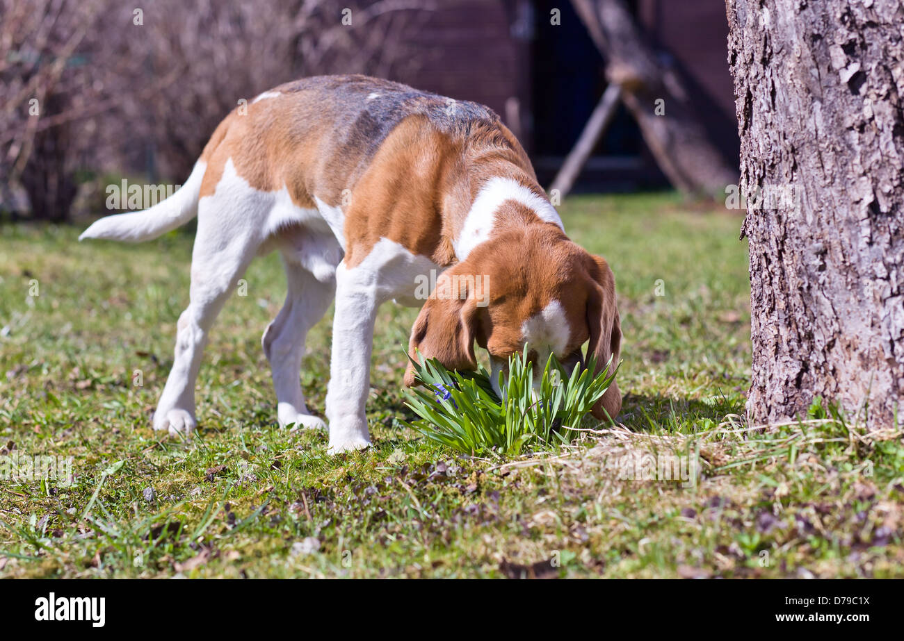 Il cane odori i primi fiori di primavera Foto Stock