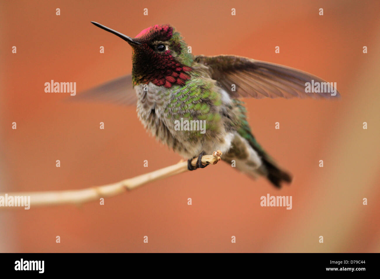 Anna's Hummingbird maschio (Calypte anna) Foto Stock