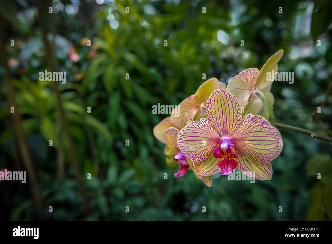 Orchid fiore nel giardino tropicale Foto Stock