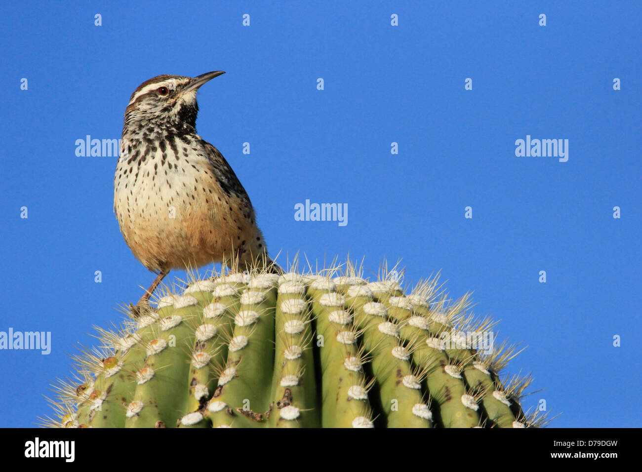 Cactus Wren seduto su cactus Saguaro (Campylorhynchus brunneicapillus) Foto Stock